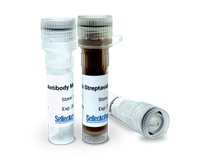 Mouse CD45R+ Cell lsolation Kit
